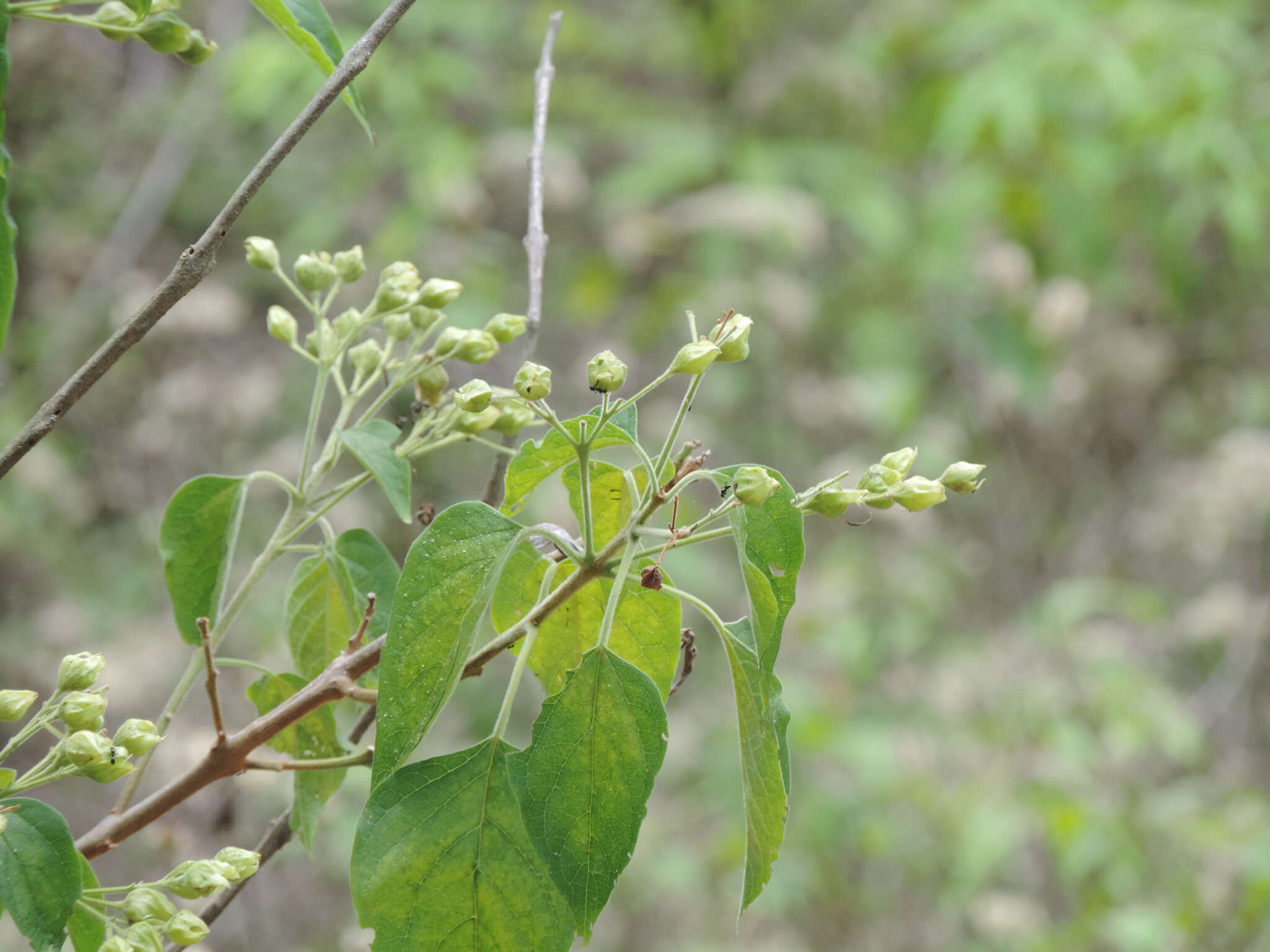 Imagem de Clerodendrum trichotomum Thunb.