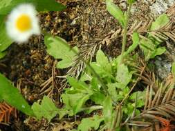 Слика од Erigeron basilobatus Blake