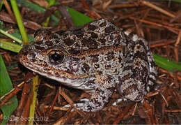 Image of Gopher Frog