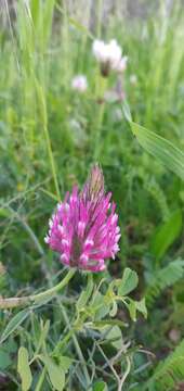 Trifolium spumosum L. resmi