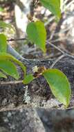 Image of Croton danguyanus Leandri