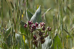 Imagem de Asclepias californica subsp. greenei Woods.