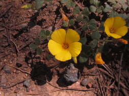 Imagem de Oxalis eriocarpa DC.