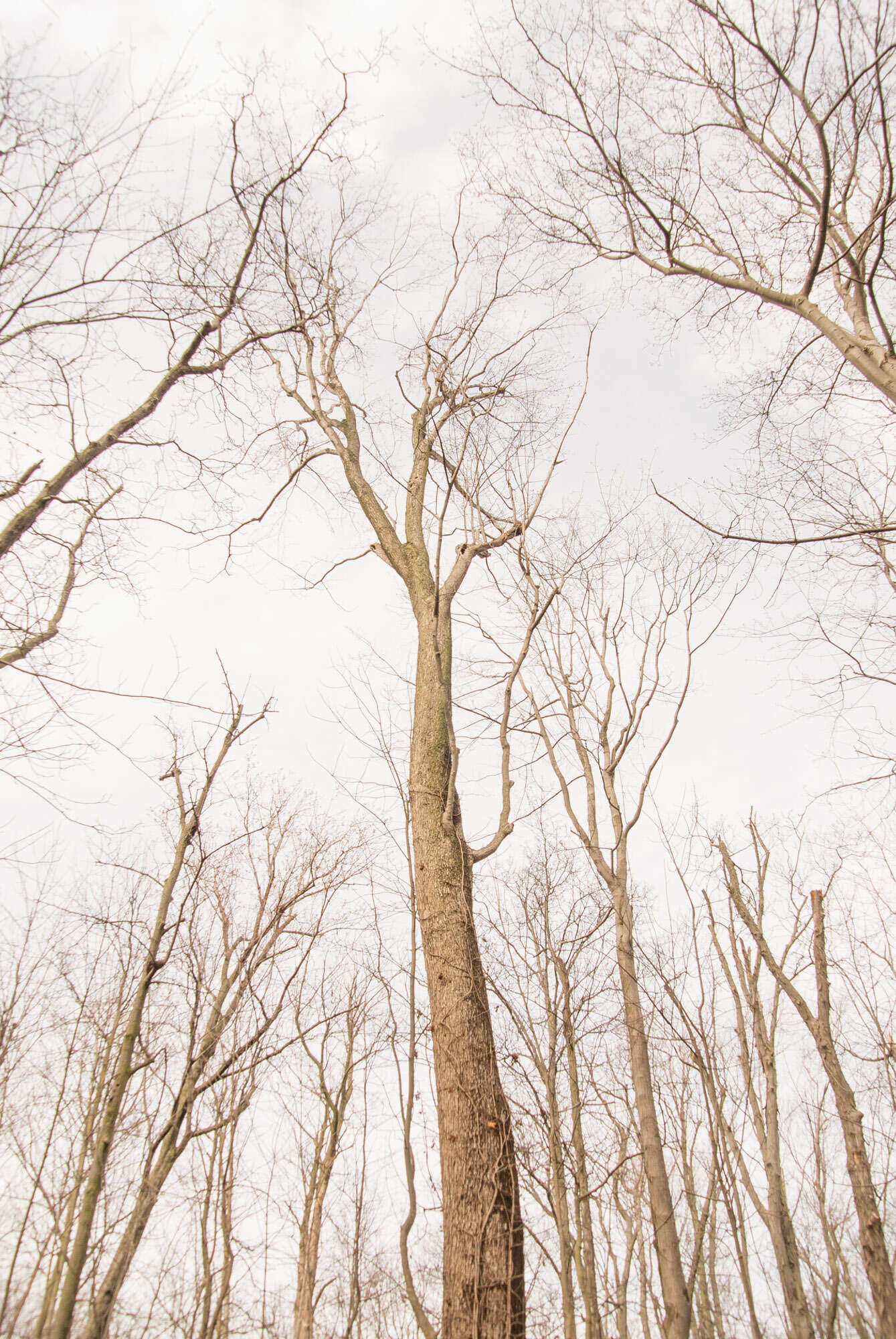 صورة Acer freemanii E. Murray