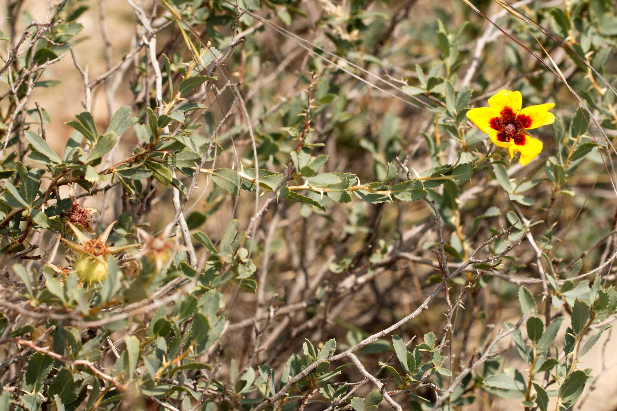 Image of Rosa persica Michx. ex J. F. Gmel.