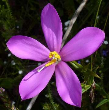 Imagem de Chironia melampyrifolia Lam.