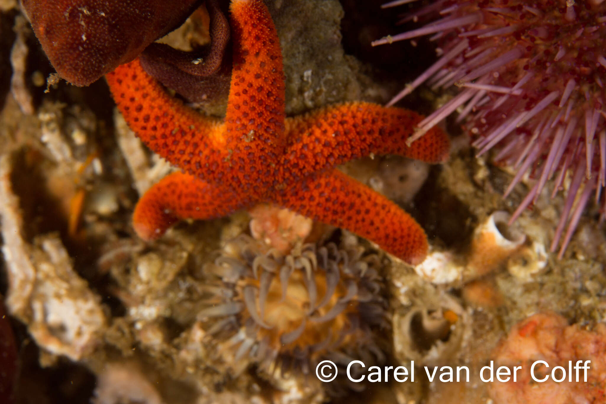 Henricia ornata (Perrier 1869) resmi