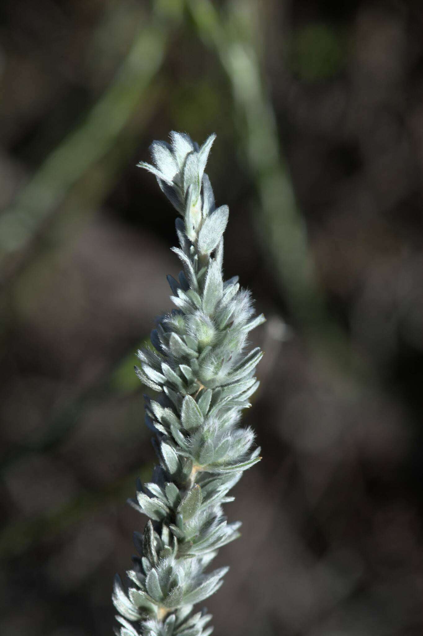 Image of <i>Aspalathus caledonensis</i>