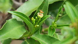 Image of Jatropha capensis (L. fil.) Sond.