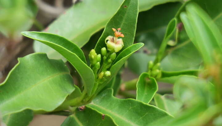 Image of Jatropha capensis (L. fil.) Sond.