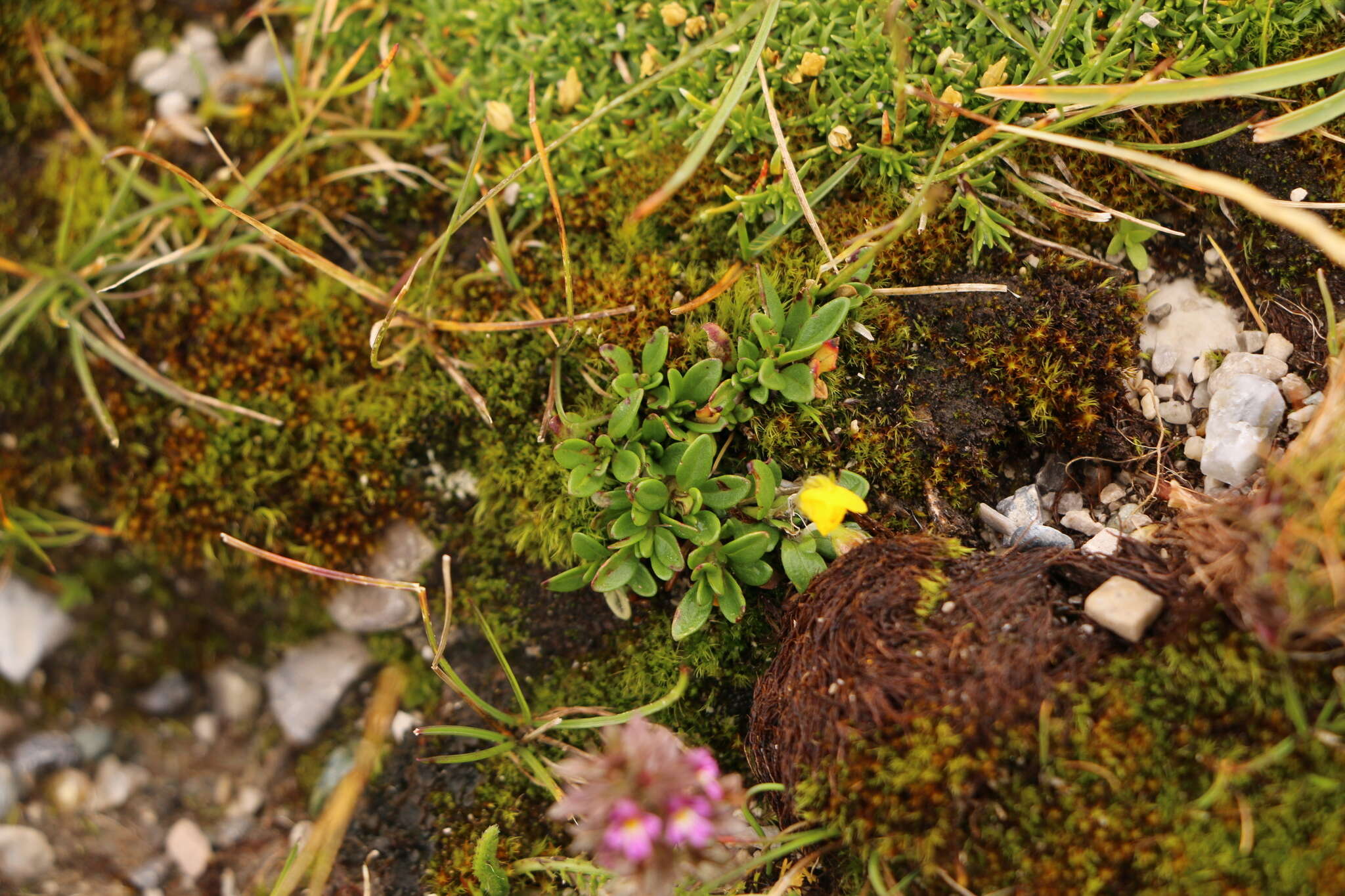 Imagem de Helianthemum alpestre (Jacq.) DC.