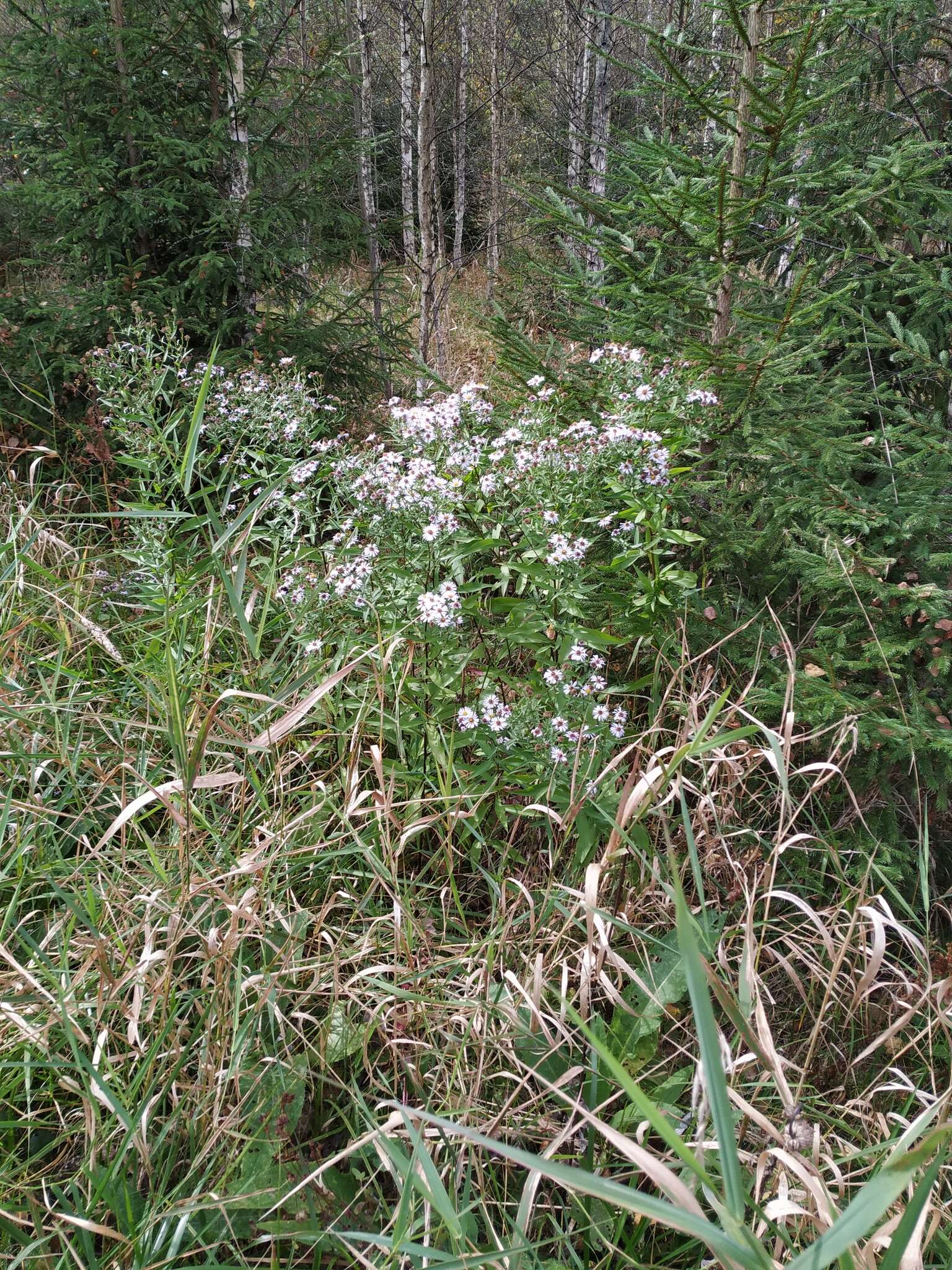 Image de Symphyotrichum salignum (Willd.) G. L. Nesom