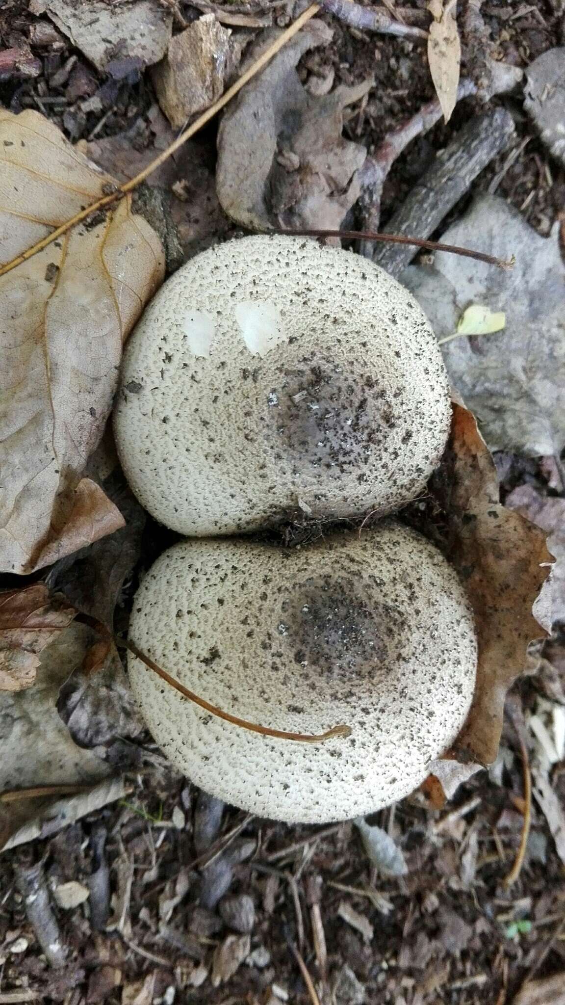 Image of Dark scaled mushroom