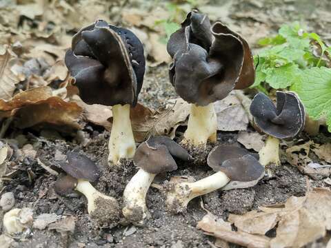 Helvella monachella (Scop.) Fr. 1822 resmi