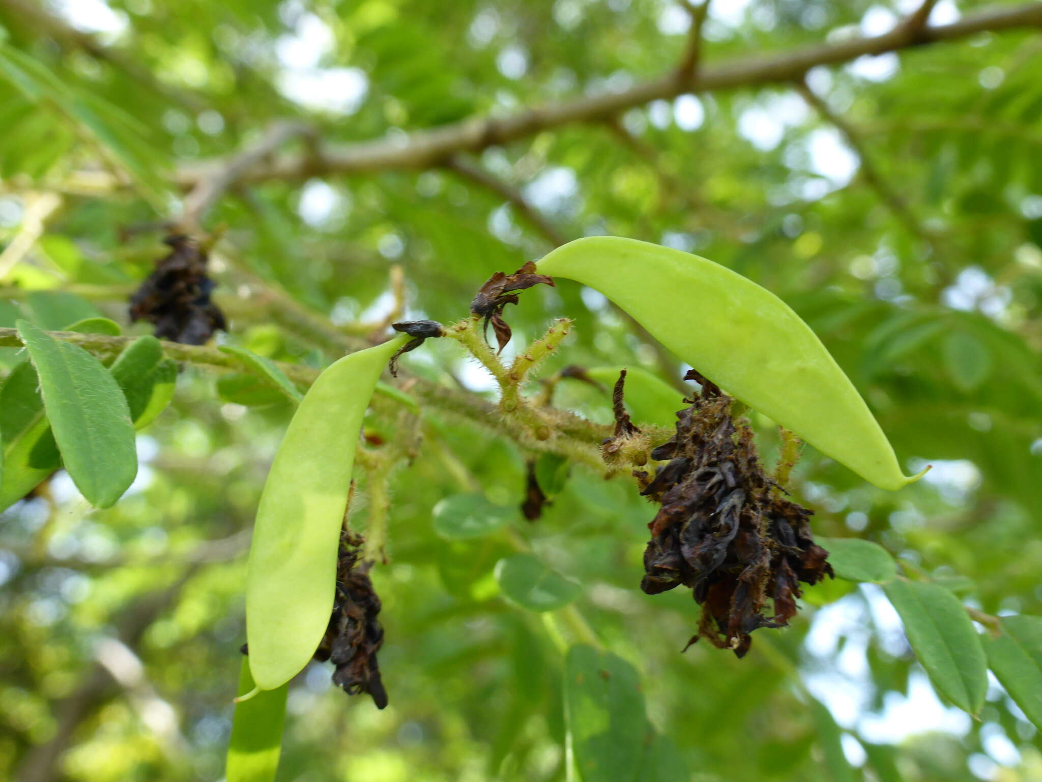 Image of Dalbergia glaucocarpa Bosser & R. Rabev.