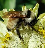 Image de Bombus fervidus (Fabricius 1798)