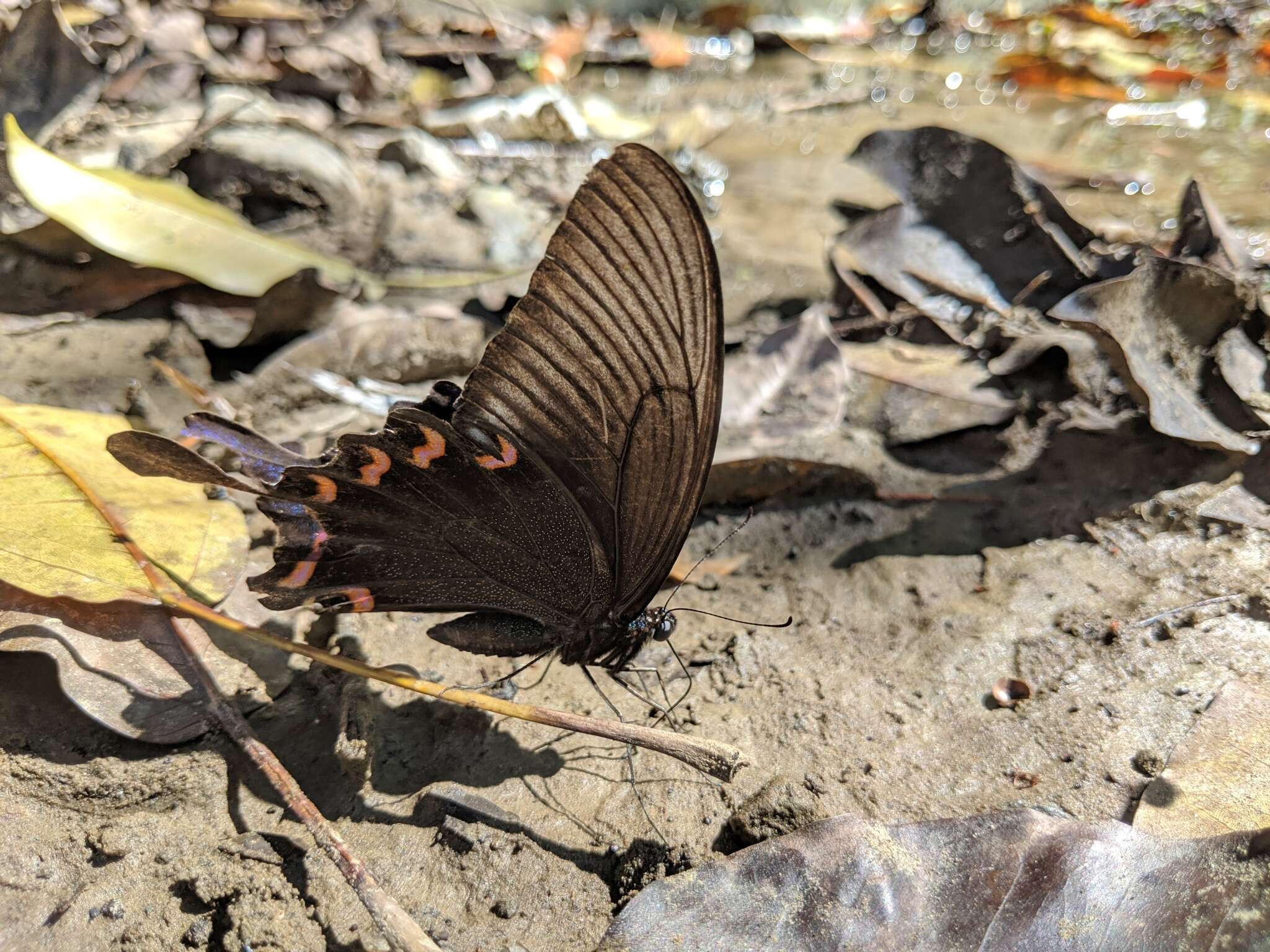 Image of <i>Papilio bianor thrasymedes</i>