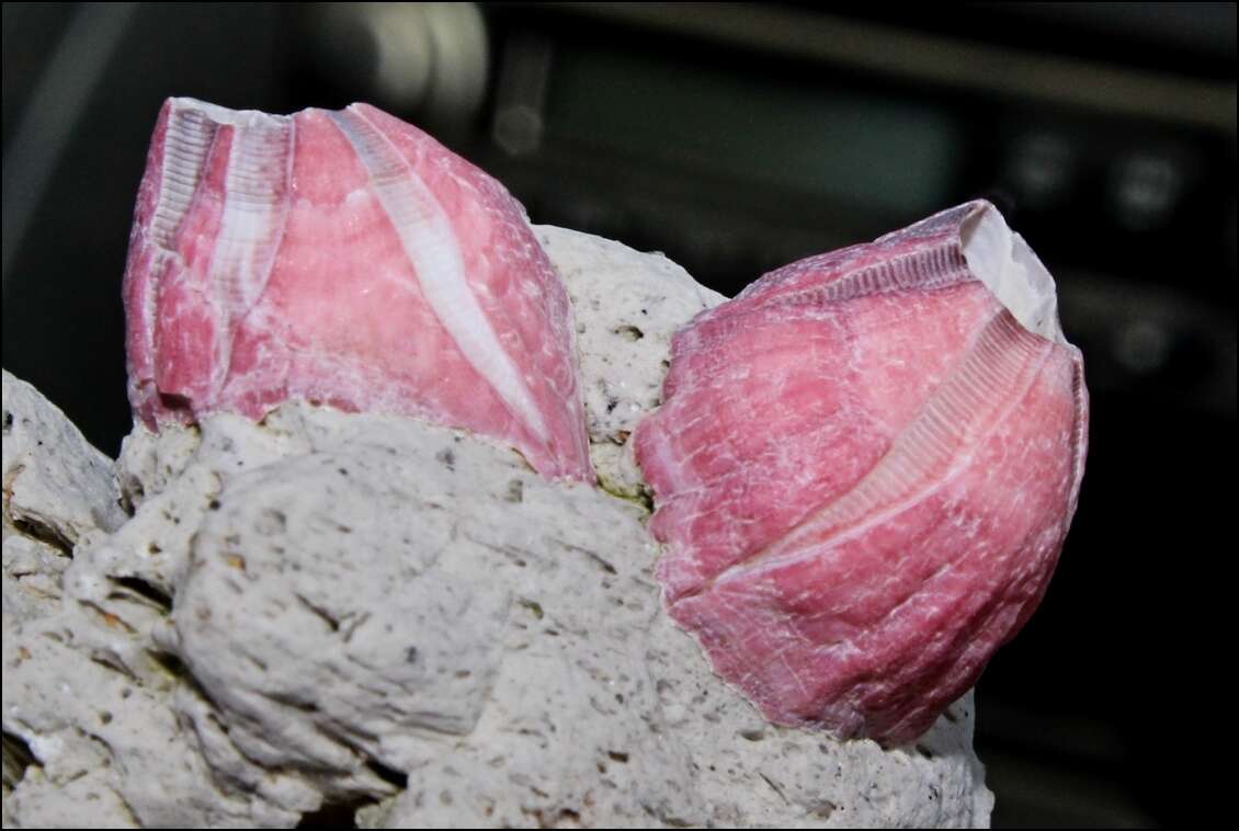 Image of titan acorn barnacle