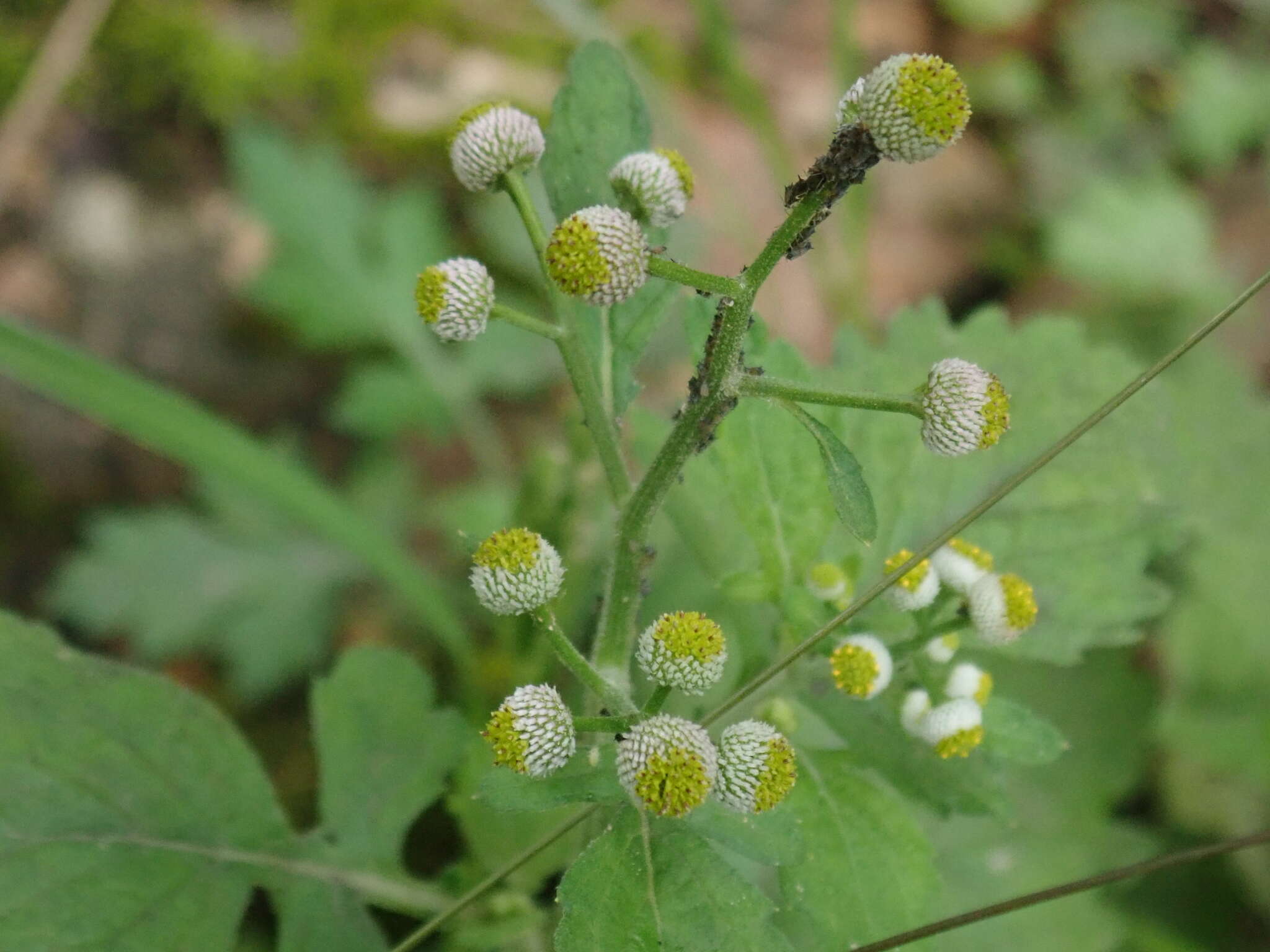 Image of Dichrocephala integrifolia (L. fil.) O. Kuntze