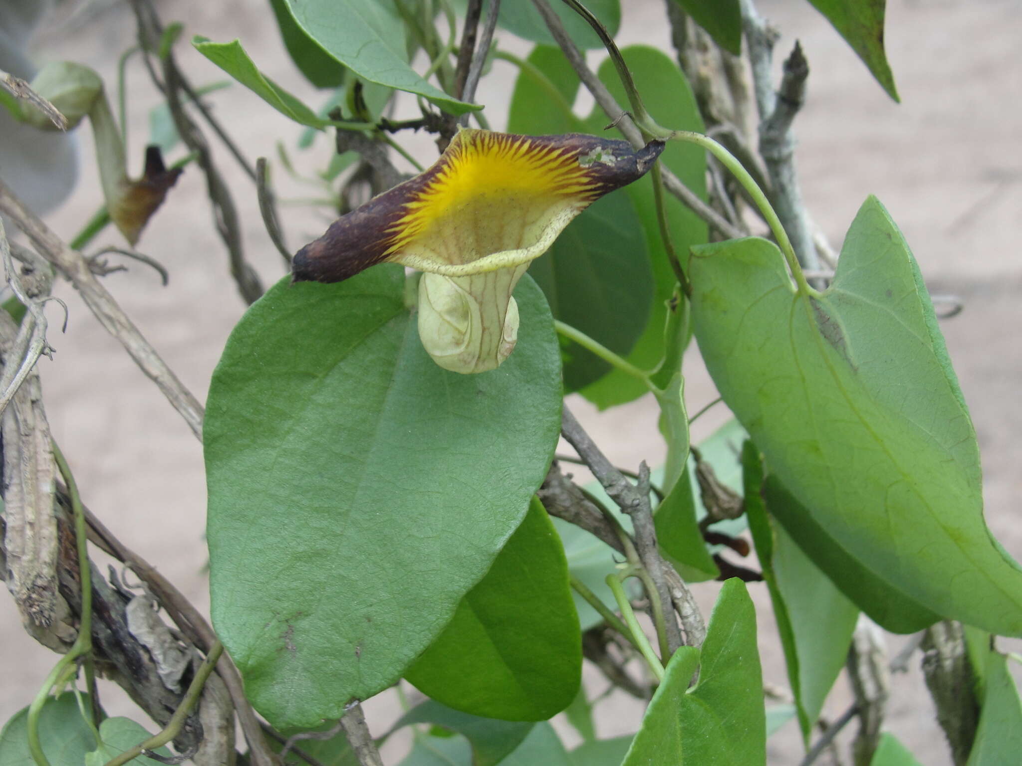 Image de Aristolochia birostris Duch.