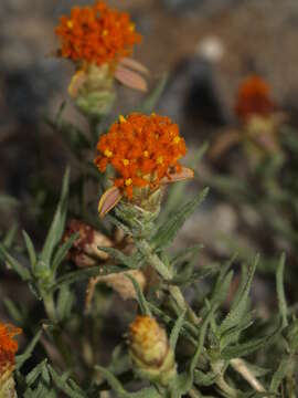 Image of shortray zinnia