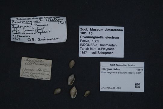 Image of <i>Rivomarginella electrum</i> (Reeve 1865)