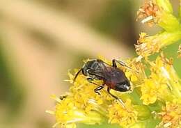 صورة Sphecodes davisii Robertson 1897