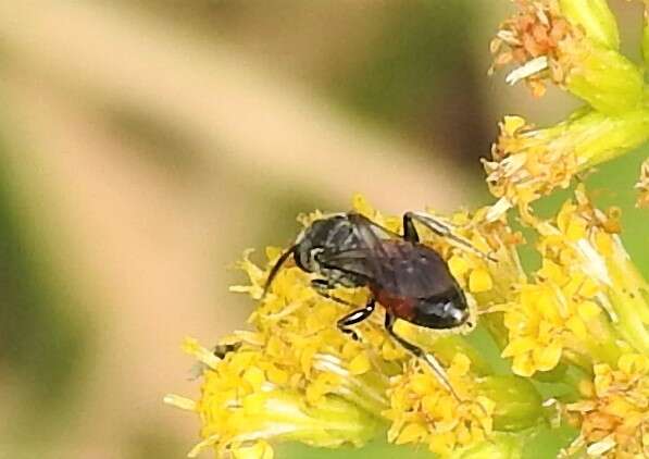 Image de Sphecodes davisii Robertson 1897