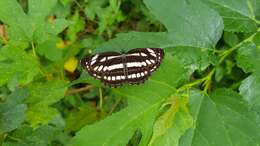 Image de Neptis hylas luculenta Fruhstorfer 1907