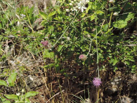 Image of Centaurea alba subsp. deusta (Ten.) Nym.