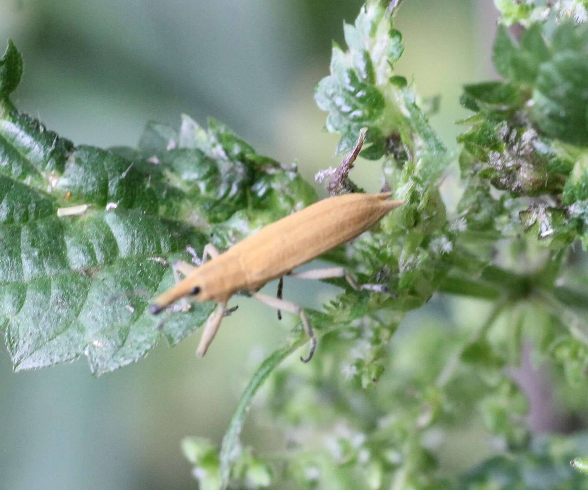 صورة Lixus paraplecticus (Linnaeus & C. 1758)