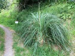 Image of purple pampas grass