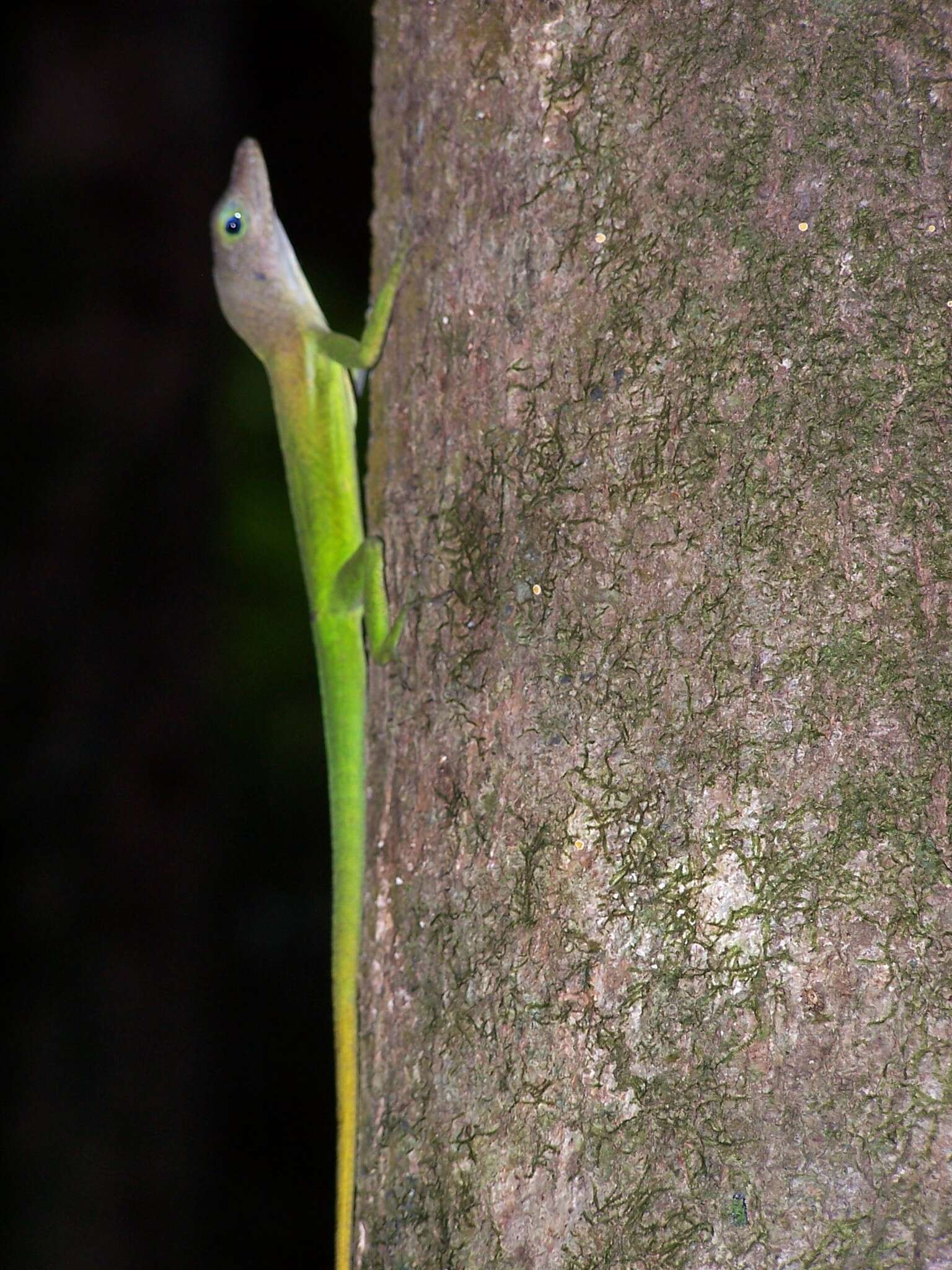 Anolis luciae Garman 1887的圖片