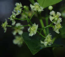 Image of Euonymus australiana F. Müll.