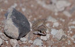 Image de Pachydactylus punctatus Peters 1854