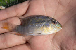 Image of Banded acara