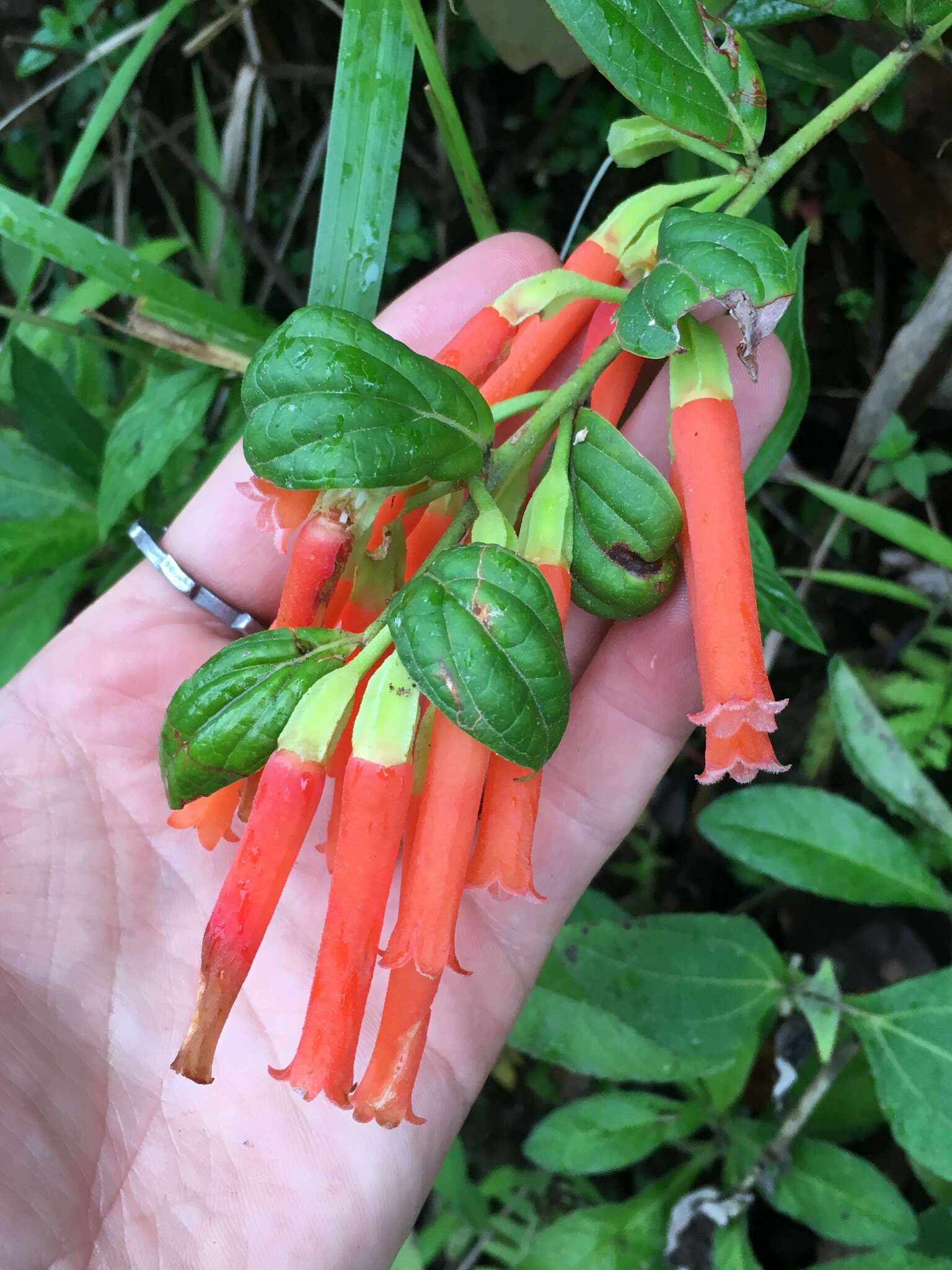 Слика од Macleania bullata Yeo