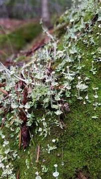 Слика од Cladonia concinna Ahti & Goward