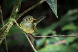 Imagem de Phylloscartes oustaleti (Sclater & PL 1887)