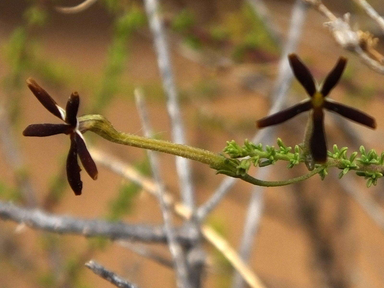 Image de Jamesbrittenia atropurpurea subsp. atropurpurea