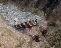 Image of Gorgeous prawn goby