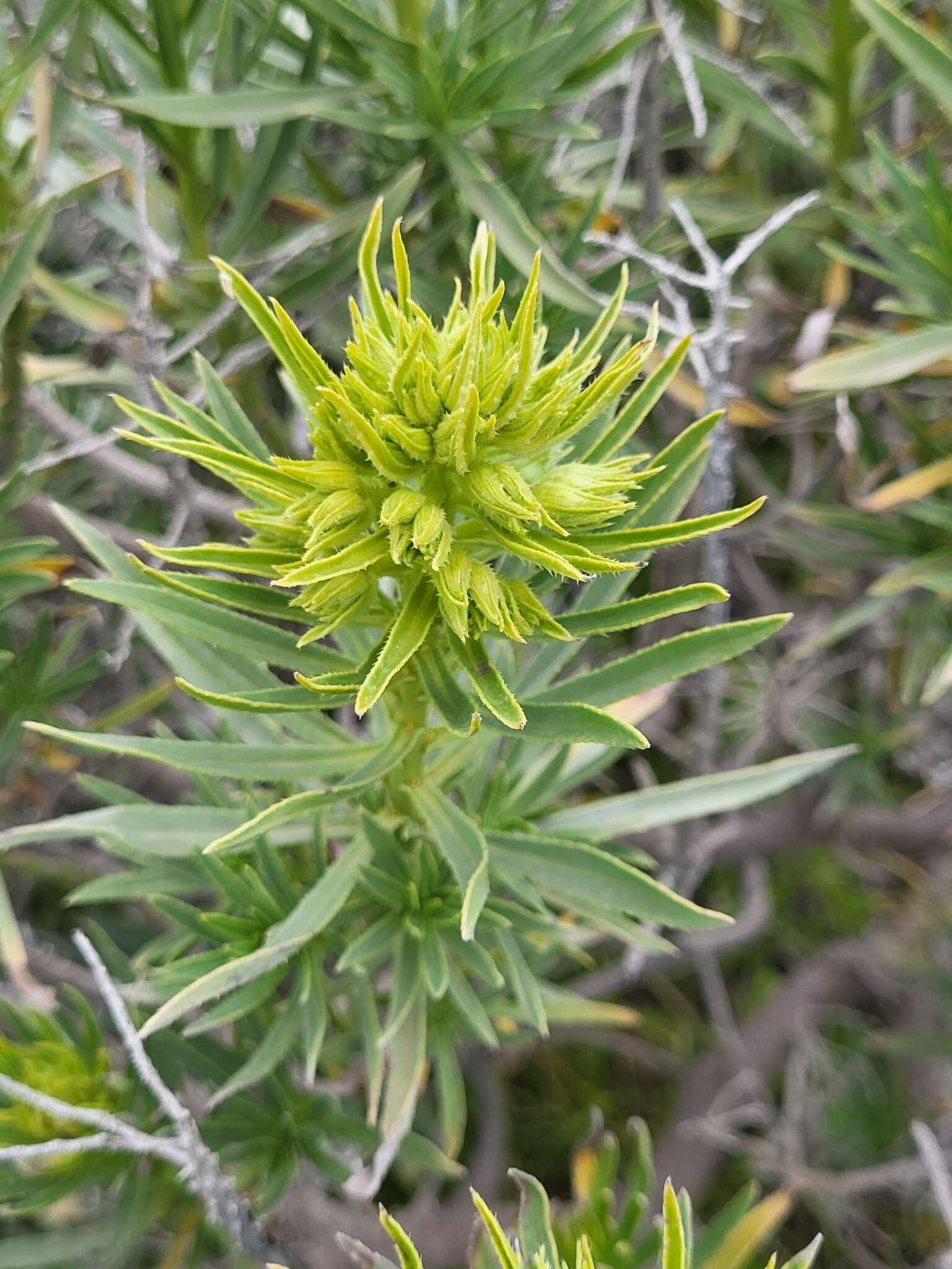 Plancia ëd Echium aculeatum Poir.