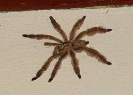 Image of Trinidad Chevron Tarantula