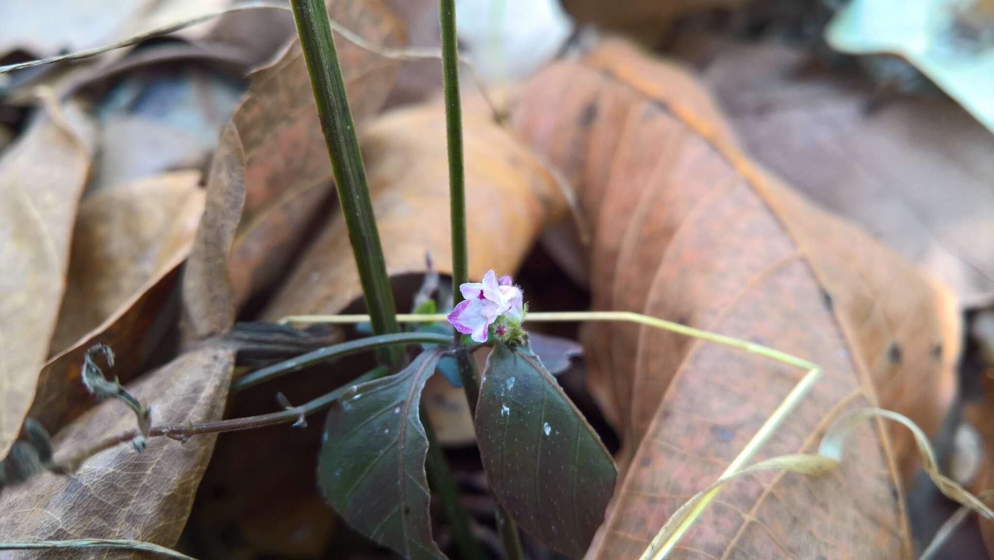 Слика од Haplanthus