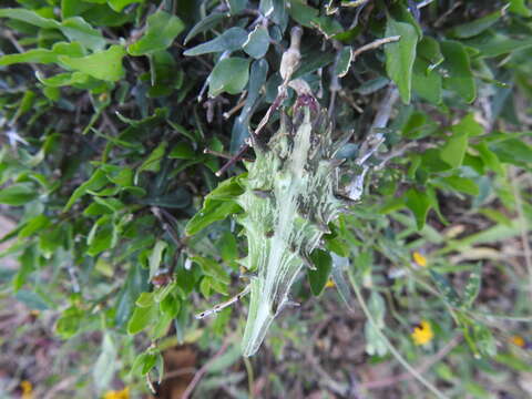 Image of Matelea trachyantha (Greenman) W. D. Stevens