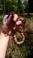 Image of Southern Water Snake