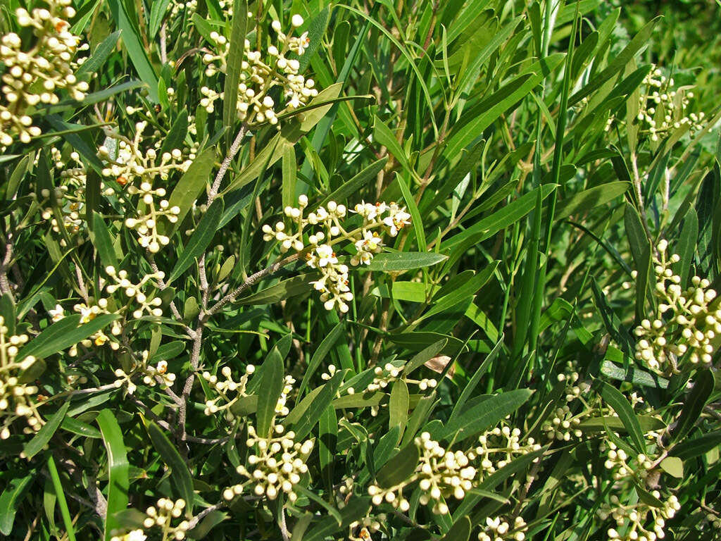 Plancia ëd Olea exasperata Jacq.