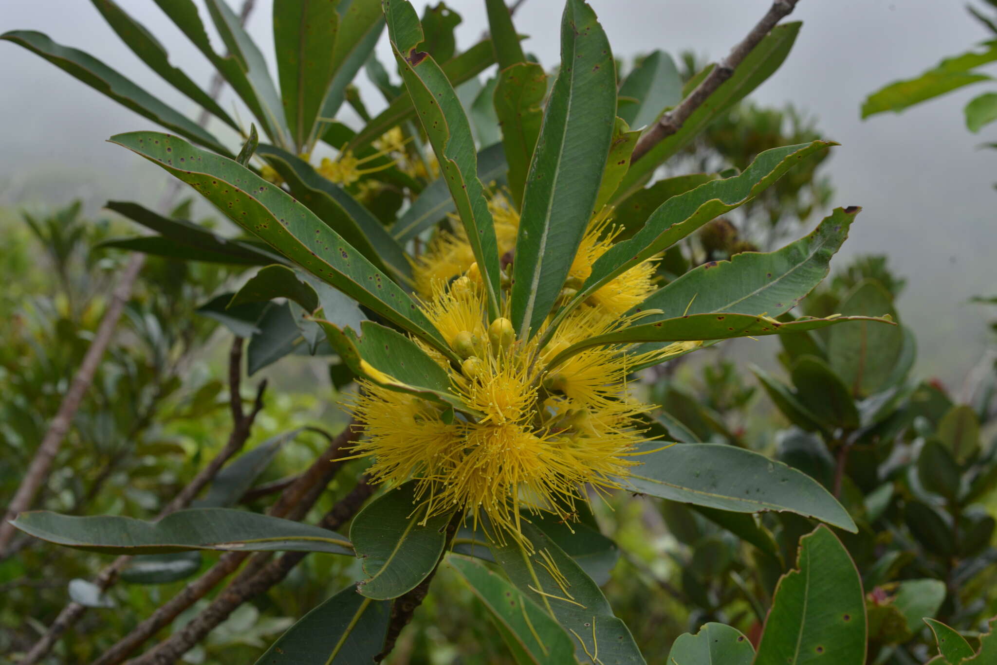 Sivun Metrosideros laurifolia Brongn. & Gris kuva