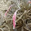 Image of Tillandsia paraensis Mez