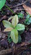 Image of Ardisia pusilla A. DC.